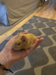 Shit... 99% sure Guinea Pig is pregnant