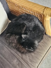 If you have a cat, how much time do they spend sleeping/relaxing?