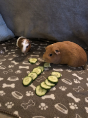Shit... 99% sure Guinea Pig is pregnant