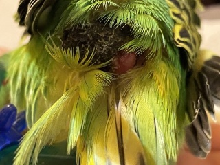 What is wrong with my budgie? Warning picture