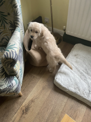 What do you wish you'd known before getting a puppy?