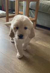 What do I need to know about getting a golden retriever?