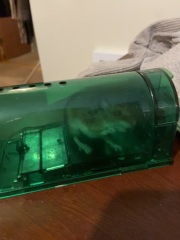 What are the chances of us catching this mouse now?