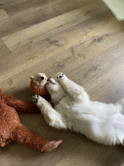 What do I need to know about getting a golden retriever?