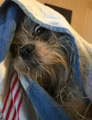 Dog appreciation post