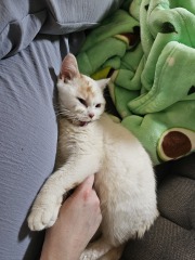 Advice needed for situation with poorly cat