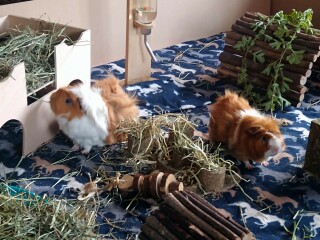 Shit... 99% sure Guinea Pig is pregnant