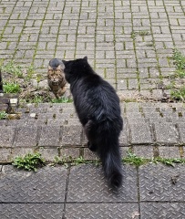 Thug cat part 5 - For he will not do destruction, if he is well-fed, neither will he spit without provocation.