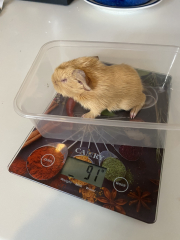 Shit... 99% sure Guinea Pig is pregnant