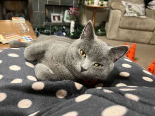 Tales and Tails and NMCs  -  the Excellent Cats March On