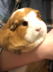 Shit... 99% sure Guinea Pig is pregnant