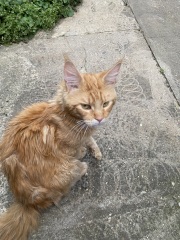 Where did you get your cat/s from?