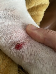 Lump/spot on dogs front leg pic (attached)
