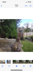 Ring doorbell in garden - robin and who?