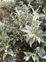 Does anyone know what this plant is?