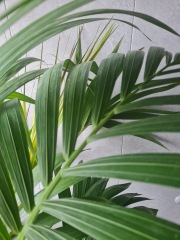 Help - indoor plant experts around?!