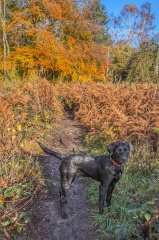 What does your Labrador weigh?