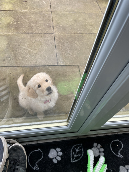 What do I need to know about getting a golden retriever?