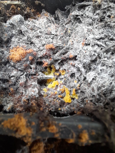 What are these yellow things in my seed tray?