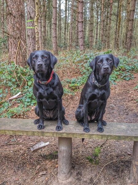 Puppy Survival Thread for New and Old Pups - Spring is around the corner!