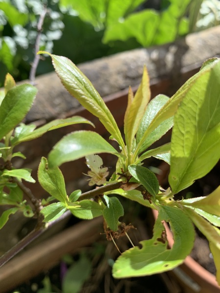 Can anyone recognise this plant? Think it’s a fruit tree…