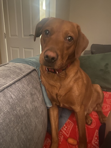 Puppy Survival Thread - for old and new pups heading into winter