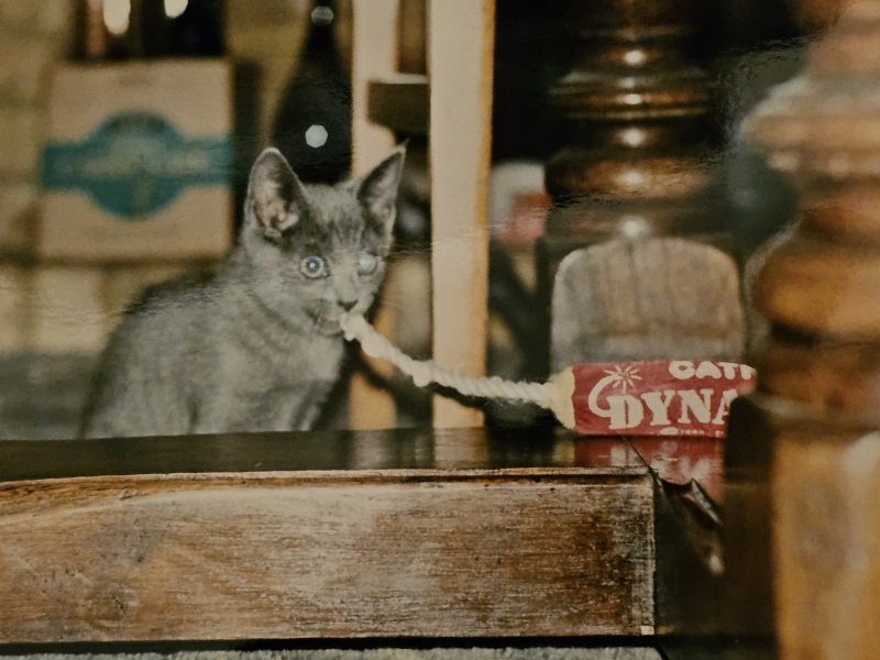 Tales and Tails and NMCs  -  the Excellent Cats March On