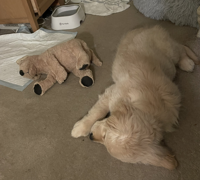 What do I need to know about getting a golden retriever?