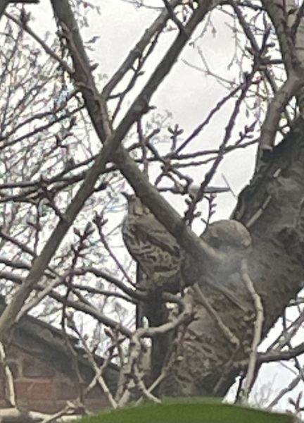 What is this bird? Like a thrush?