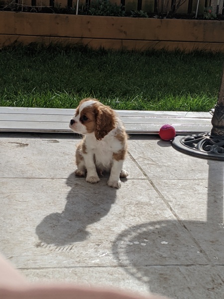 To have fallen in love with a puppy