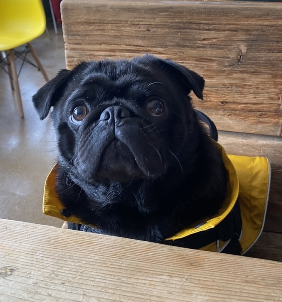A dog photo thread - please share your pics