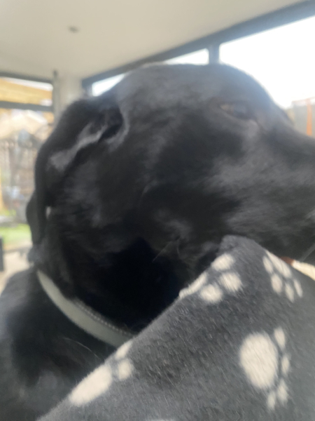 A dog photo thread - please share your pics