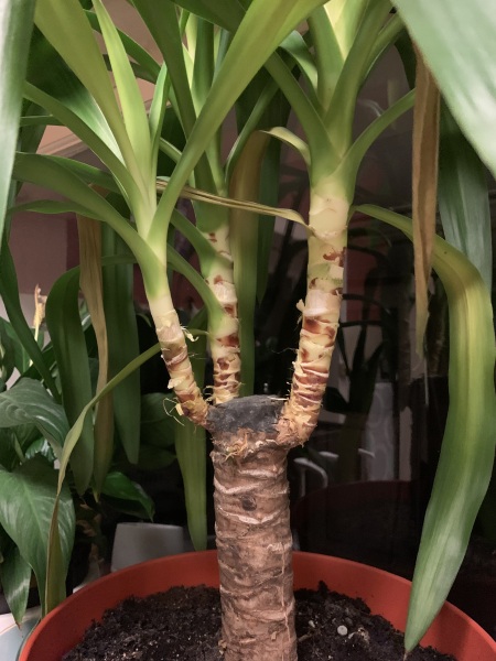 Houseplant -does this look okay?