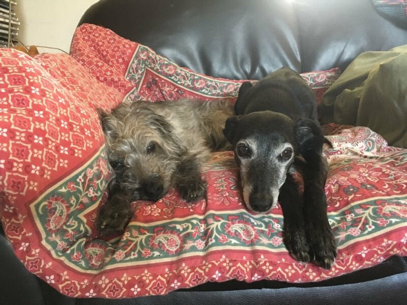 Puppy Survival Thread for New and Old Pups - Spring is around the corner!