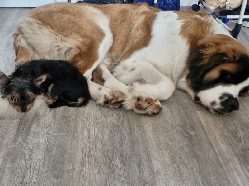 A dog photo thread - please share your pics