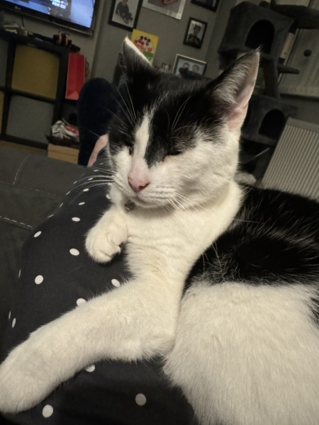 Machiavellian Misbehaviour- the Excellent Cats Deny Everything