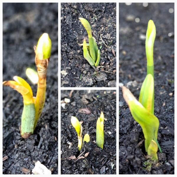 Forgotten daff bulbs
