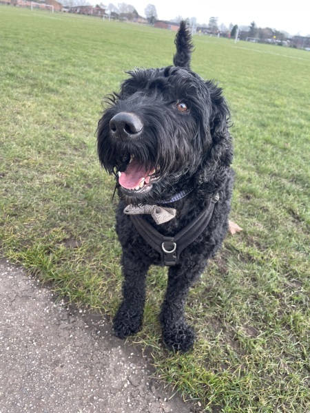 A dog photo thread - please share your pics