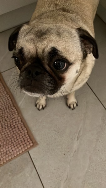 A dog photo thread - please share your pics