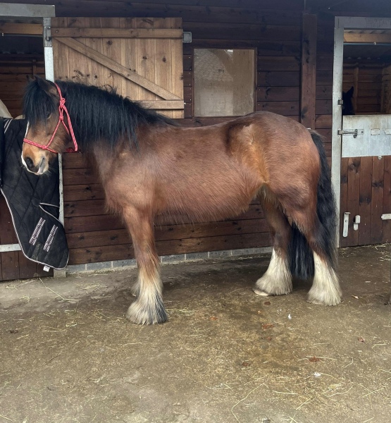 What breeds are in this pony?