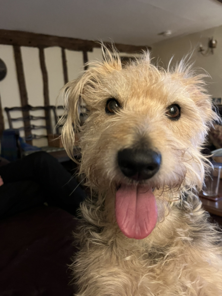 Anyone want to show me a photo of their dog ? 