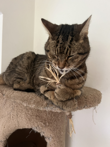 Thug cat part 5 - For he will not do destruction, if he is well-fed, neither will he spit without provocation.