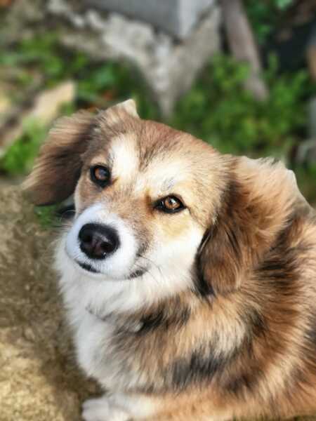 A dog photo thread - please share your pics