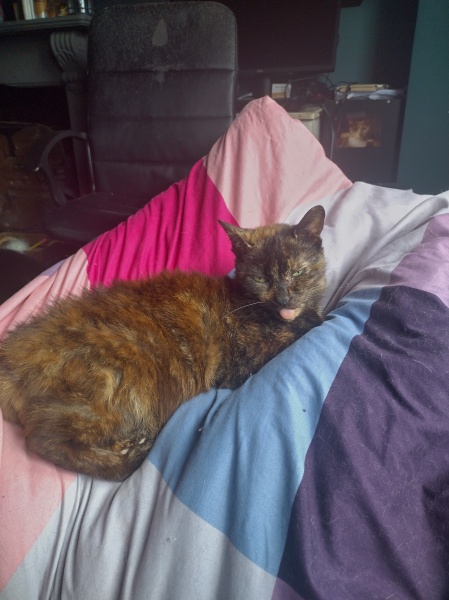 Tales and Tails and NMCs  -  the Excellent Cats March On