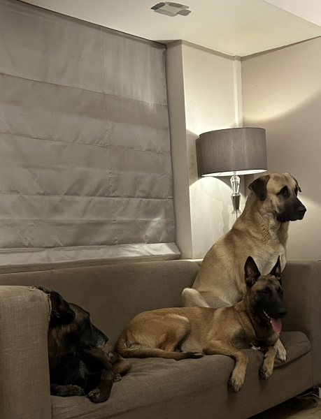 Don’t get a dog