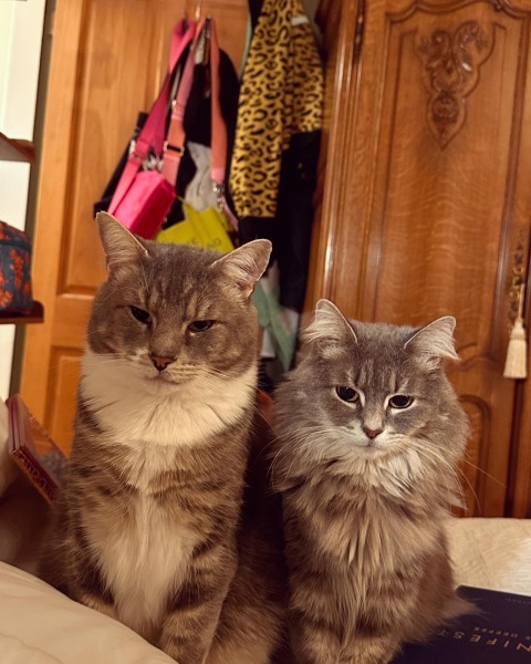 Are your cats moulting yet?