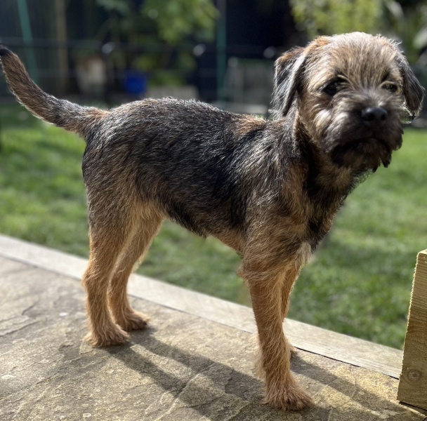 A dog photo thread - please share your pics