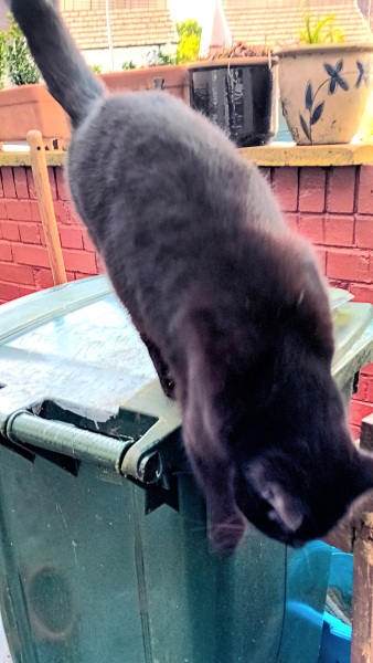 Tales and Tails and NMCs  -  the Excellent Cats March On