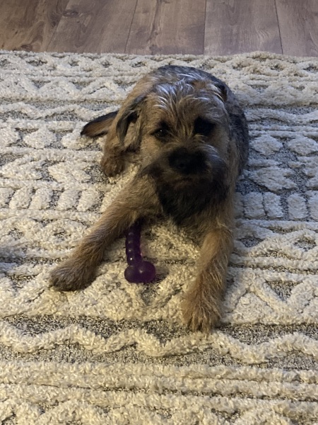 A dog photo thread - please share your pics