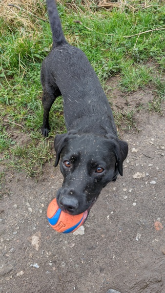 Puppy Survival Thread for New and Old Pups - Spring is around the corner!